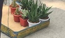 新植物爆料图片大全集最新,探索大自然奇观，揭秘植物界的神秘新成员